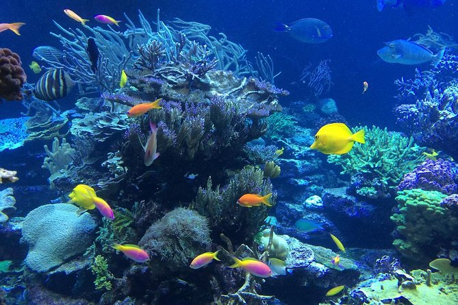 Falmouth Shore Excursion: Private Snorkel Tour - About Your Stay