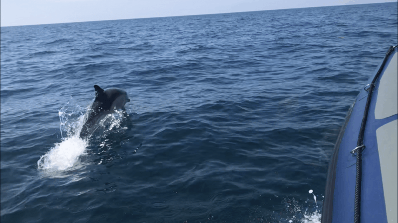 Falmouth: Two Hour RIB Tour - Inclusions