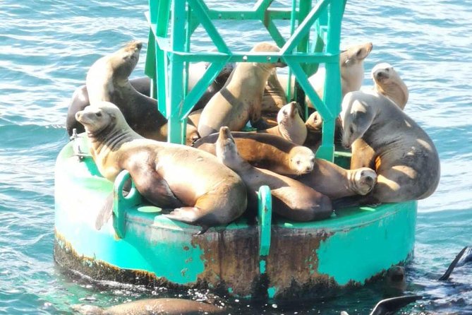 Family and Private Group Whale and Dolphin Watching - Confirmation and Accessibility