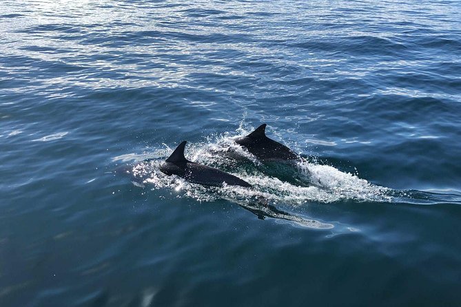 Family and Private Group Whale and Dolphin Watching - Weather and Conditions