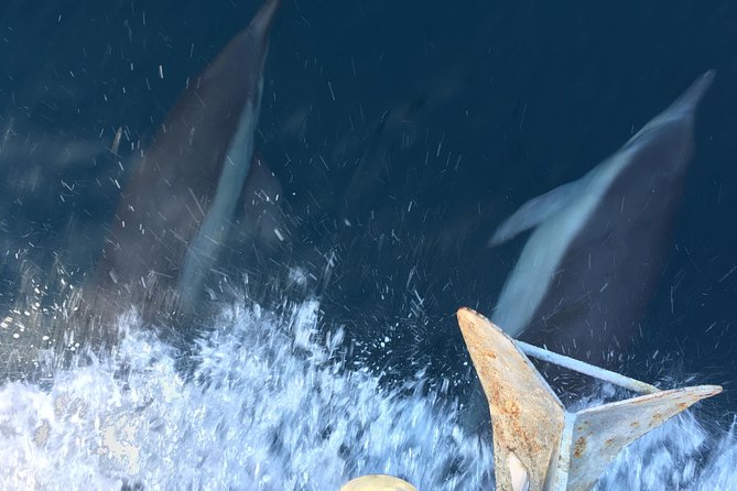 Family and Private Group Whale and Dolphin Watching - Animal Sightings