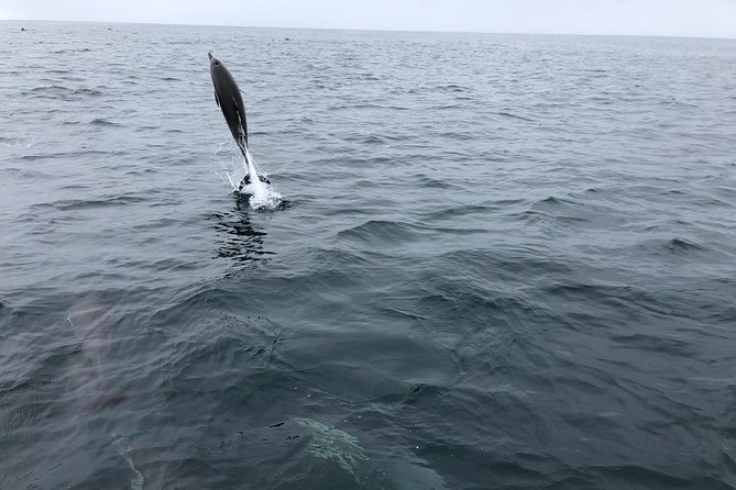 Family and Private Group Whale and Dolphin Watching - Tour Exclusivity
