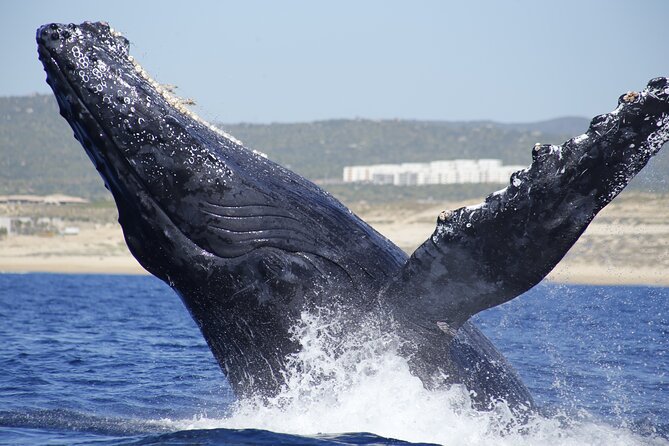 Family BEST Whale Watching Tour - Cancellation Policy