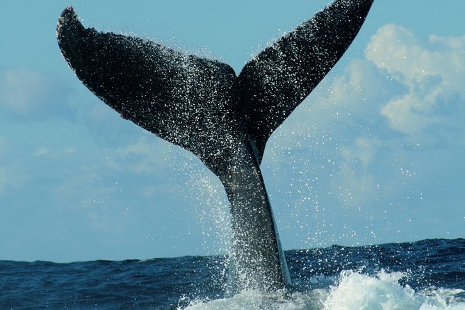 Family BEST Whale Watching Tour - Private Tour Experience