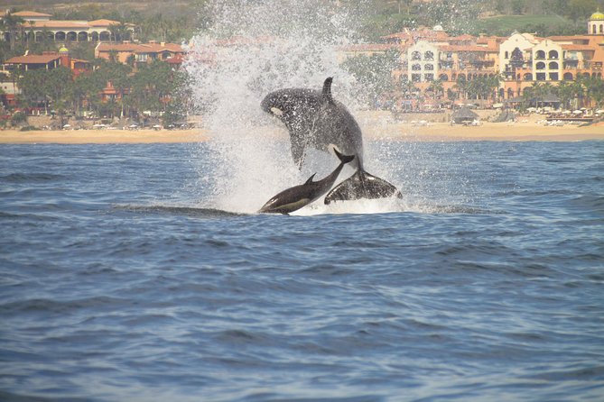 Family BEST Whale Watching Tour - Operated by La Isla Tour