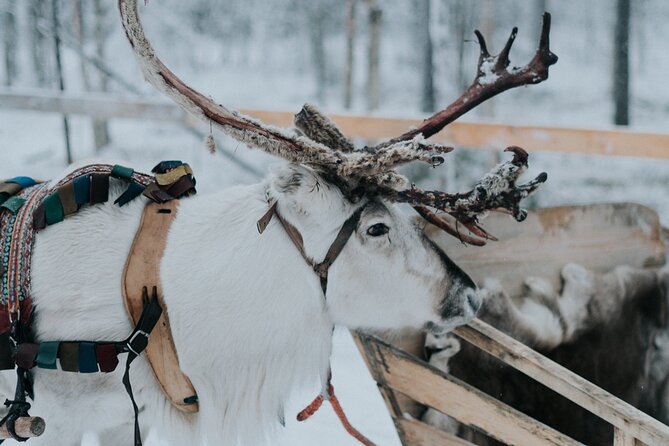 Family Day: Reindeer, Husky and Snowmobiling in Levi - Tour Participant Requirements