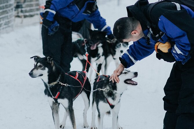 Family Day: Reindeer, Husky and Snowmobiling in Levi - Reindeer Farm Experience