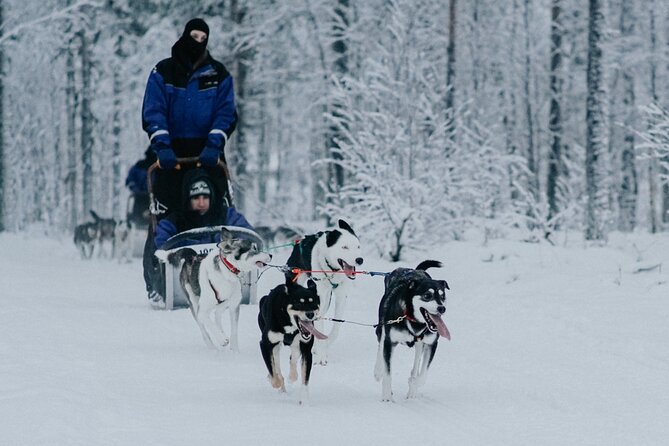 Family Day: Reindeer, Husky and Snowmobiling in Levi - Snowmobiling Adventure