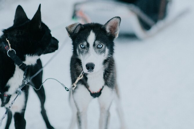 Family Day: Reindeer, Husky and Snowmobiling in Levi - Additional Information