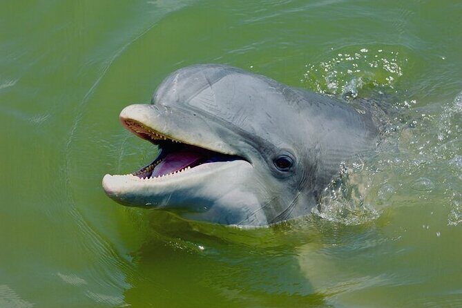 Family Friendly Dolphin Nature Kayak Tours in Hilton Head - Family Friendly Dolphin Nature Kayak Tours in Hilton Head: An In-Depth Look