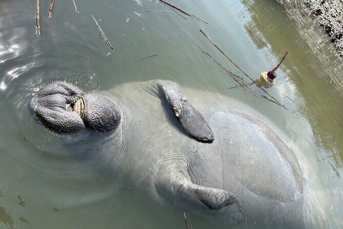 Family Friendly Dolphin Nature Kayak Tours in Hilton Head - FAQs