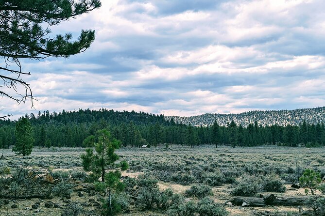 Family-Friendly Nature Hike Around the Big Bear Valley - Local Flora and Fauna Discovery