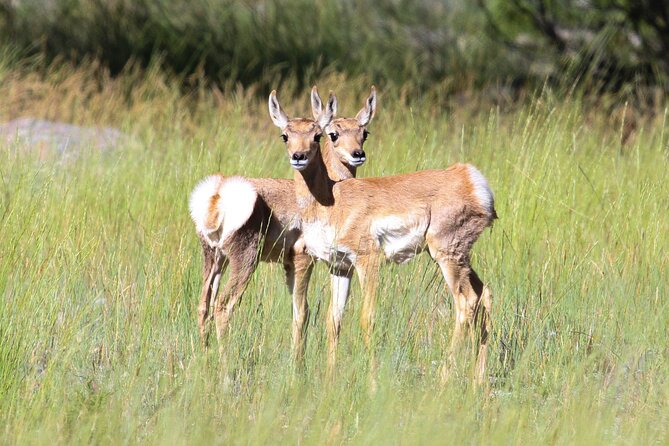 Family Friendly Private Tour at Yellowstone National Park W/Lunch - Wildlife Viewing Highlights
