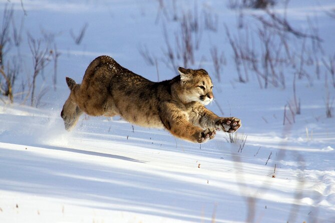 Family Friendly Private Tour at Yellowstone National Park W/Lunch - Transportation and Gear