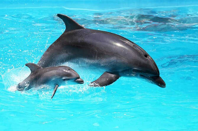 Family Fun: Fishing, Dolphins & Snorkel (Flowing Water Charters) - Key Points