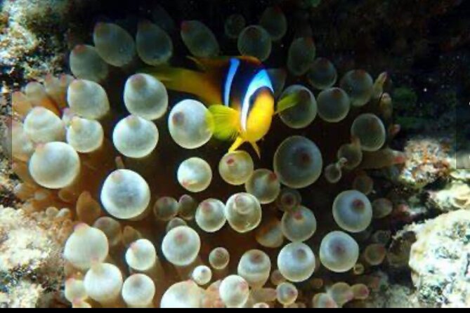 Family Fun-Snorkeling Activity in Montego Bay W/Lunch Stop - Cancellation and Booking