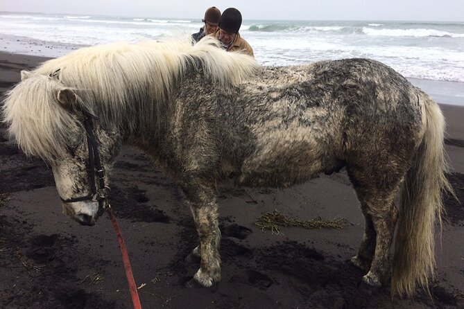 Family Horse Riding Tour in Thorlakshofn - Health and Safety