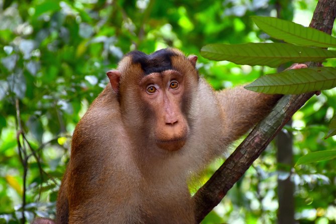 FAMILY JUNGLE TOUR: Orangutan Trek (4-Hours Hike) by Ecotravel Bukit Lawang - Suitability for Families