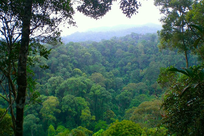 FAMILY JUNGLE TOUR: Orangutan Trek (4-Hours Hike) by Ecotravel Bukit Lawang - Popular Activities Offered
