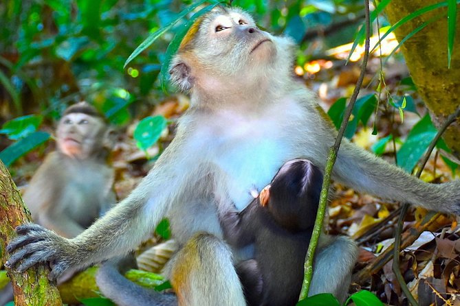 FAMILY JUNGLE TOUR: Orangutan Trek (4-Hours Hike) by Ecotravel Bukit Lawang - Flexible Cancellation Policy