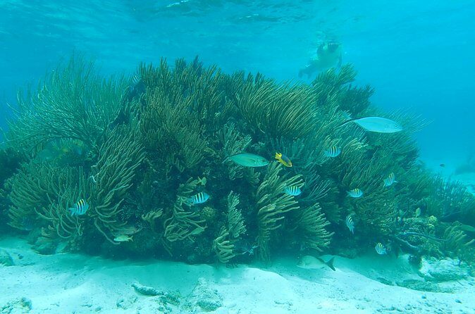 (Family owned) Stingray city sandbar, Starfish Beach & Snorkeling - Who Is This Tour Best For?