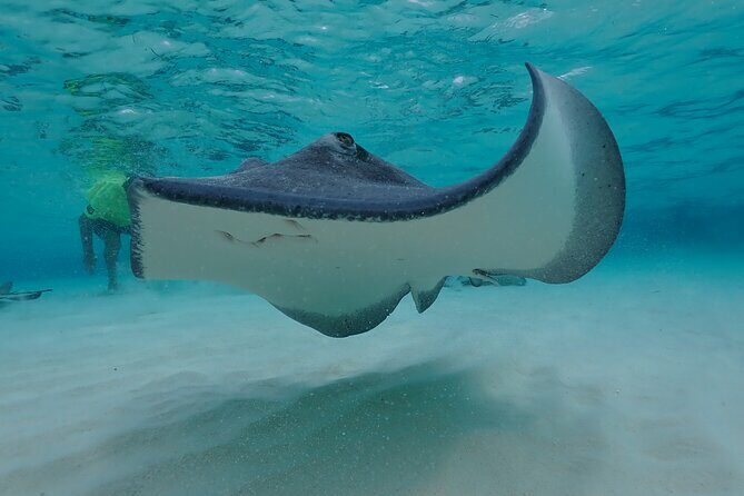 (Family owned) Stingray city sandbar, Starfish Beach & Snorkeling - Final Thoughts