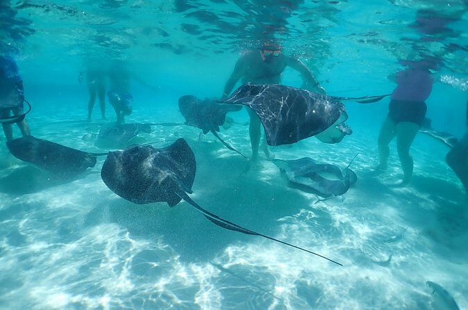 (Family owned) Stingray city sandbar, Starfish Beach & Snorkeling - FAQ