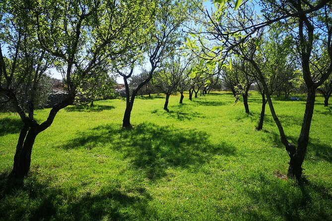 Family-run Vineyard Tour & Award Winning Wine Tasting/Delicacies - Dalmatian Delicacies