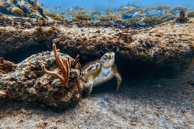 Family Snorkeling Tour - Key Points
