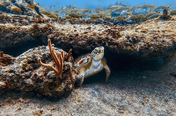 Family Snorkeling Tour - Who Is This Tour Best For?