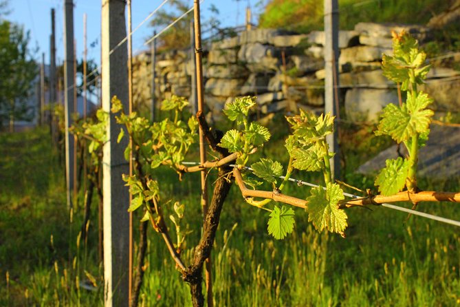 Family Tasting - a Little Tasting - Pairing With Local Delicacies