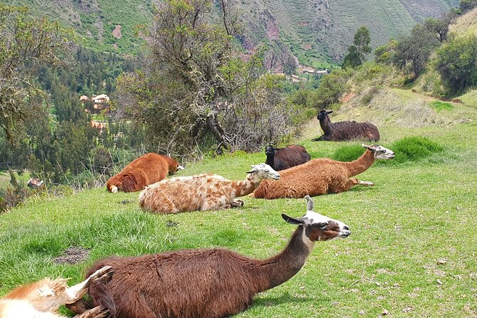 Family Trek With Llamas (Full Day) - Highlights of the Trek