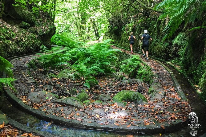 Fanal Ancient Forest Running Tour (Easy-Moderate) - Tour Overview