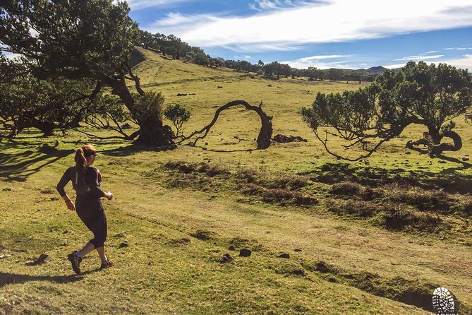 Fanal Ancient Forest Running Tour (Easy-Moderate) - Inclusions and Additional Info
