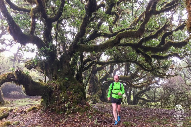 Fanal Ancient Forest Running Tour (Easy-Moderate) - Exploring Fanal Forest