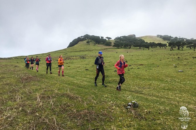 Fanal Ancient Forest Running Tour (Easy-Moderate) - Terrain and Conditions