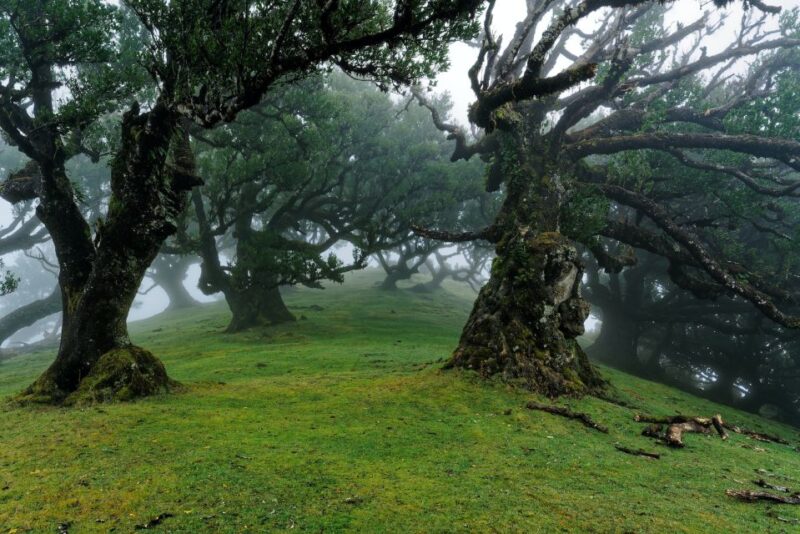 Fanal Forest Exploration Tour + Sunset With Food and Drinks - Itinerary Details