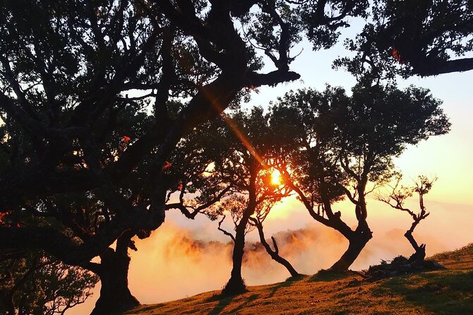 Fanal Forest Private Sunset Hike - Highlights From Reviews