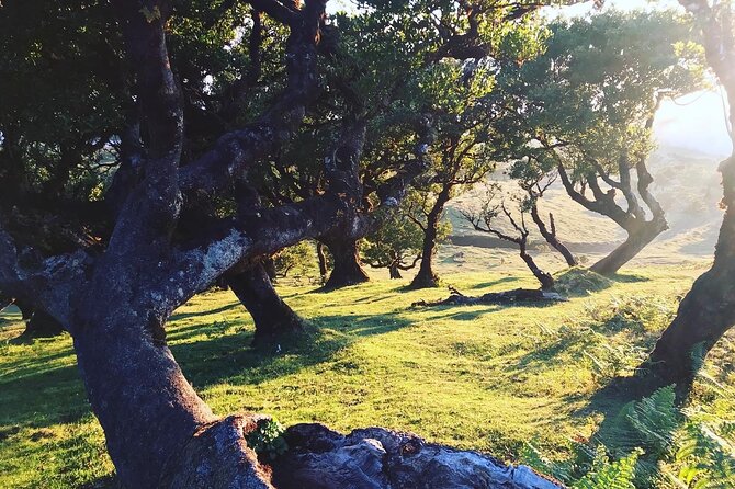 Fanal Forest Private Sunset Hike - Additional Details
