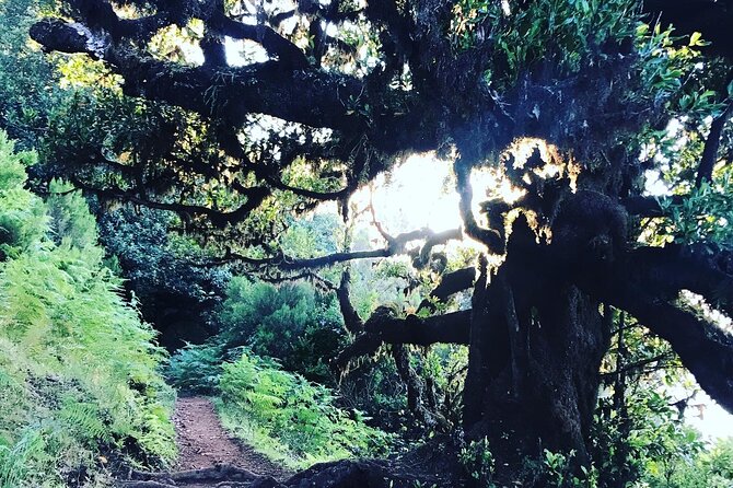 Fanal Forest Private Sunset Hike - Breathtaking Sunset Views
