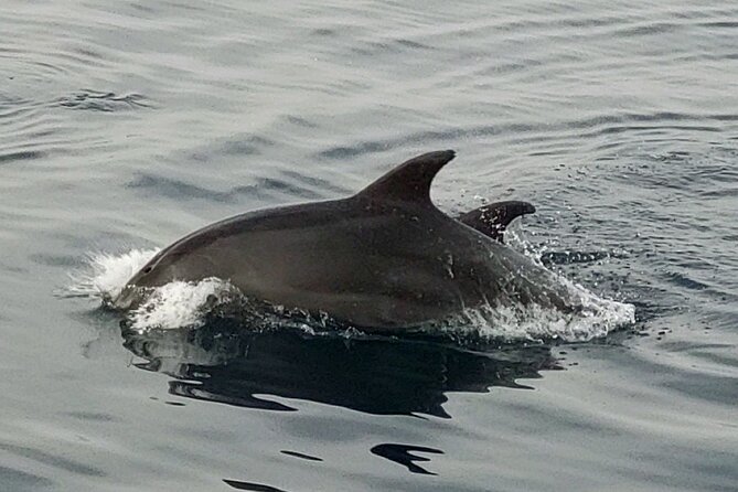 Fantastic DOLPHIN & SUNSET TOUR With Dinner (Pula - NP Brijuni) - National Park of Brijuni