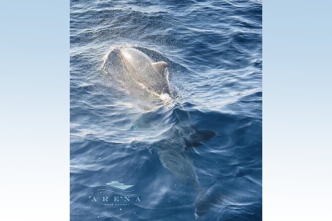 Fantastic DOLPHIN & SUNSET TOUR With Dinner (Pula - NP Brijuni) - Crystal Clear Waters