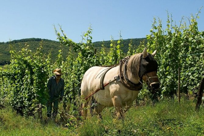 Fantastic, Full Day, Private Wine Tour to Alsace! - Confirmation and Accessibility