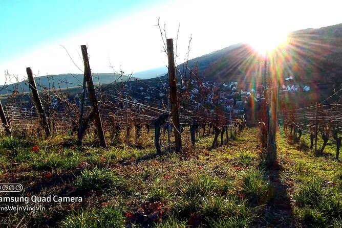 Fantastic, Full Day, Private Wine Tour to Alsace! - Group Size and Participation