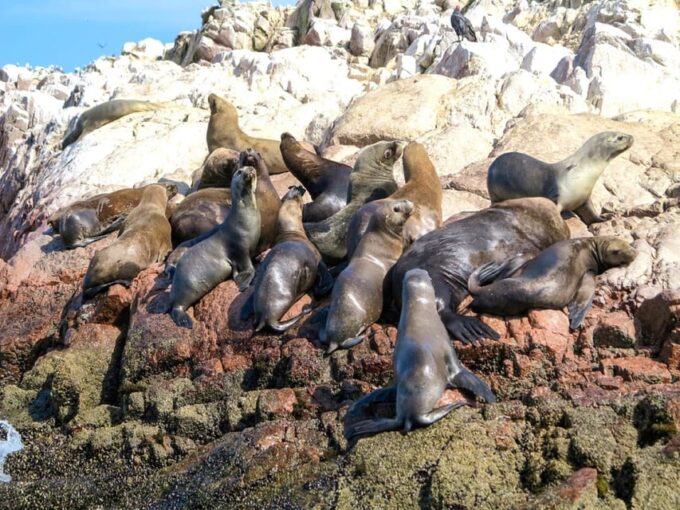 Fantastic Peru 15 Days Included 3-Star Hotel - Nature and Departure