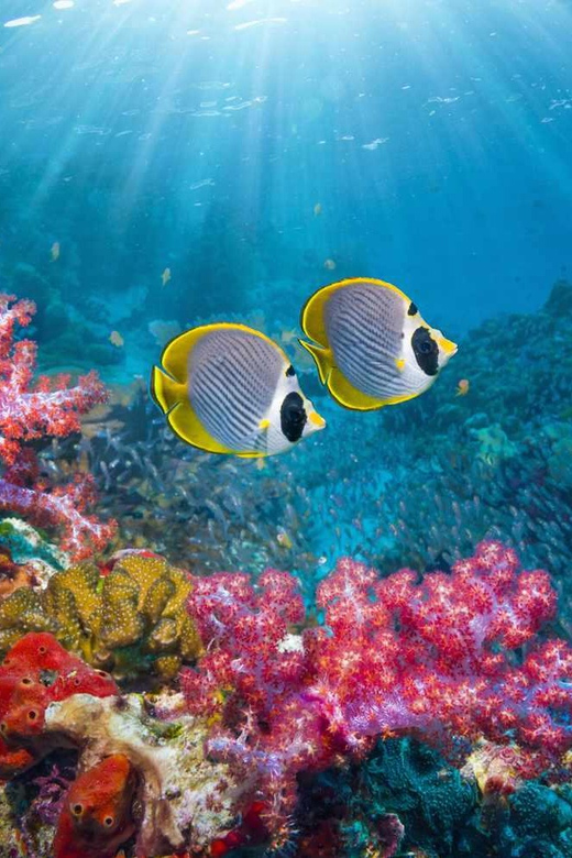 Fantastic Tour :Snorkeling ,Fishing, BBQ & Mini Beach - Key Points