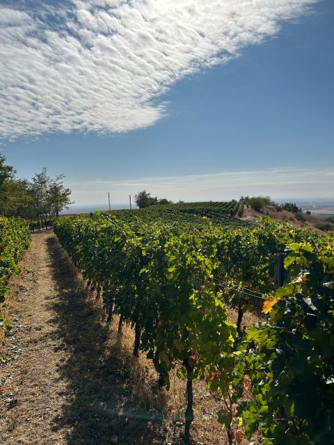Fantastic Wine Tour in Diferent Wineries (Great Hill) - Experience Highlights