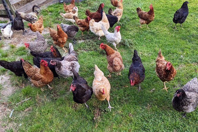 Farm Experience With Ponies, Bunnies, Chickens and Goats - Pony Encounters