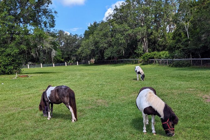 Farm Experience With Ponies, Bunnies, Chickens and Goats - Accessibility and Accommodation