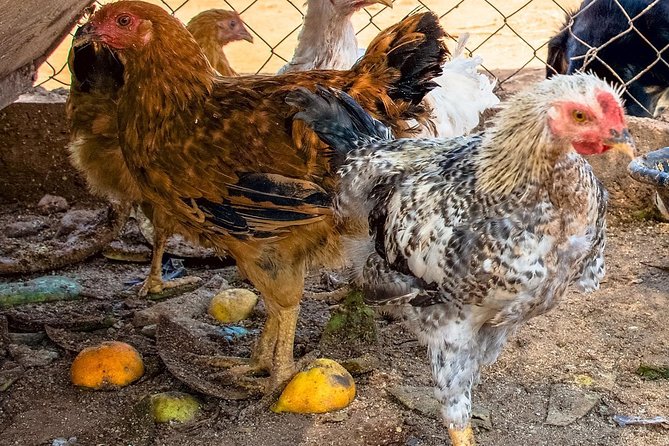 Farm-to-Table Cooking Class in an Organic Farm, Laconia, Greece! - Connect With Your Passionate Host